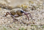 Eichelbohrer-Curculio_glandium.jpg