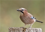 Eichelhaeher-05_09_2015-eurasian_jay.jpg