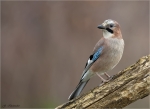 Eichelhaeher-25_03_2016-eurasian_jay.jpg