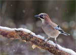 Eichelhaeher-Garrulus_glandarius-18_12_2017.jpg