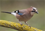 Eichelhaeher-eurasian_jay-05_09_2015.jpg