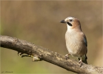 Eichelhaeher-eurasian_jay-08_04_2016.jpg