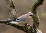 Eichelhaeher-eurasian_jay-12_11_2016.jpg