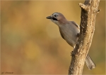 Eichelhaeher-eurasian_jay-14_11_2016.jpg