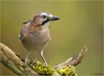 Eichelhaeher-eurasian_jay-23_10_2016.jpg