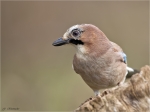 Eichelhaeher-eurasian_jay-24_03_2016.jpg