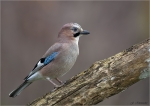 Eichelhaeher-eurasian_jay-25_03_2016.jpg