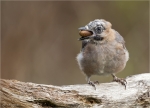 Eichelhaeher-eurasian_jay-Jungvogel_23_09_2019.jpg