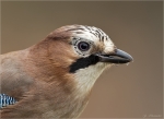 Eichelhaeher-eurasian_jay-Portrait-Januar_2015.jpg