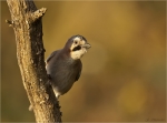Eichelhaeher-eurasian_jay-im_Abendlicht-November_2016.jpg