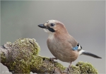 Eichelhaeher-eurasian_jay.jpg
