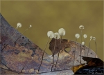 Eichenblatt_Schwindling-Marasmius_quercophilus-2014.jpg