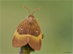 Eichenspinner-Lasiocampa_quercus-Maennchen-05_August_2017.jpg