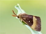 Eichenspinner-Lasiocampa_quercus-Maennchen-14_08_2016.jpg