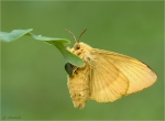 Eichenspinner-Lasiocampa_quercus-Weibchen-06_08_2017.jpg