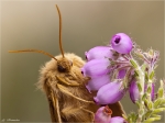 Eichenspinner-Lasiocampa_quercus-Weibchen-Portrait.jpg
