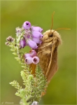 Eichenspinner-Lasiocampa_quercus-Weibchen.jpg