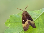 Eichenspinner-Lasiocampa_quercus-maennlich-14_08_2016.jpg