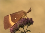 Eichenspinner-Lasiocampa_quercus-male-31_07_2018.jpg