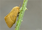 Eichenspinner-Lasiocampa_quercus-weiblich-06_08_2017.jpg