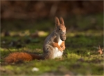 Eichhoernchen-red_squirrel-im_Winterfell.jpg
