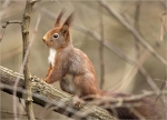 Eichhoernchen-red_squirrel.jpg