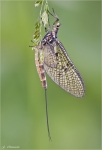 Eintagsfliege-Ephemeroptera.jpg
