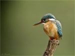 Eisvogel-11__April_2020.jpg