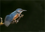 Eisvogel-22_06_2020.jpg