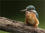Eisvogel-common_kingfisher-11_05_2020.jpg