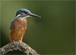 Eisvogel-common_kingfisher-22_06_2020.jpg