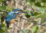 Eisvogel-common_kingfisher-Mai_2015.jpg