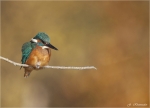Eisvogel-common_kingfisher.jpg