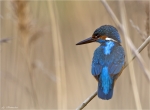 Eisvogel_im_Schilf-Maennchen.jpg