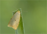 Elfenbein-Flechtenbaerchen-Cybosia_mesomella-27_05_2017.jpg