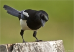 Elster-eurasian_magpie-20_05_2015.jpg