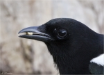 Elster-eurasian_magpie-Portrait.jpg