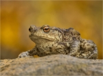 Erdkroete-Bufo_bufo-01_Okt__2017.jpg