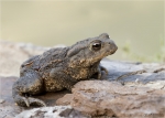 Erdkroete-Bufo_bufo-Komplex-13_09_2016.jpg