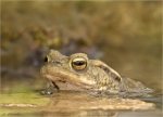 Erdkroete-Bufo_bufo-Komplex-24_03_2017.jpg