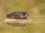 Erdkroete-Bufo_bufo-Komplex-Jungtier-13_07_2017.jpg