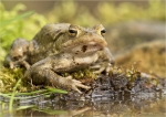 Erdkroete-Bufo_bufo-Komplex-Maennchen-24_Maerz_2017.jpg