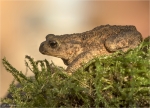 Erdkroete-Bufo_bufo-Komplex-im_letzten_Licht.jpg