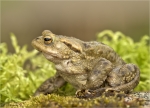 Erdkroete-Bufo_bufo-Komplex-maennlich-Maerz_2017.jpg
