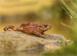 Erdkroete-Bufo_bufo-roetliche_Faerbung-01_10_2017.jpg