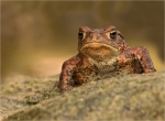 Erdkroete-Bufo_bufo-roetliche_Faerbung-01_Okt__2017.jpg