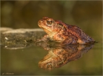 Erdkroete-Bufo_bufo-roetliche_Faerbung.jpg