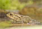 Erdkroete-Maerz_2017-Bufo_bufo-Komplex-maennlich.jpg
