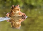 Erdkroete-roetliche_Faerbung-im_Wasser-Bufo_bufo.jpg