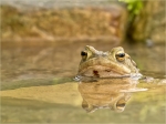 Erdkroete_mit_Spieglung-Bufo_bufo-Komplex-maennlich.jpg